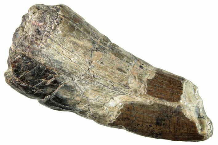 Dinosaur-Eating Crocodile (Sarcosuchus) Tooth - Niger #282111